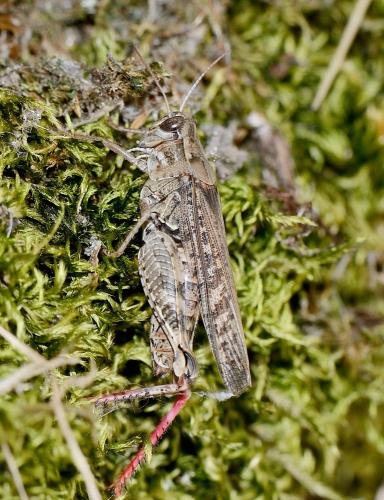 Réf. 352 664 : Calliptamus sp.